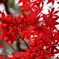 萌え盛る紅葉　４