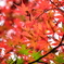 萌え盛る紅葉　８