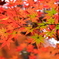 萌え盛る紅葉　１０