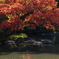 心字池の紅葉
