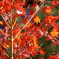 すだれ紅葉のような