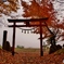 紅葉と神社の鳥居と只見線！