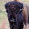 Bison