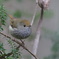 Tasmanian Thornbill①