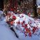 雪と紅葉（ブルーベリー）
