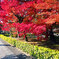 京都紅葉狩り ⑭