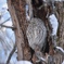 洞に眠るエゾフクロウ