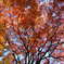大木の紅葉