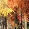 紅葉の散歩道
