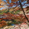 香嵐渓の紅葉６