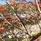 香嵐渓の紅葉８
