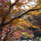 香嵐渓の紅葉１０