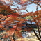 香嵐渓の紅葉１２