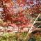 香嵐渓の紅葉１９