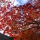 近場の紅葉