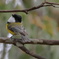 Australian Golden Whistler①