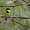 Australian Golden Whistler②