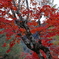 ザ、紅葉