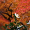 紅葉に白い花