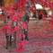 落ち葉に紅葉