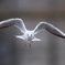 ユリカモメ | 9