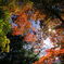 紅葉の森 -②