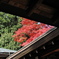 屋根越しの紅葉