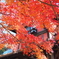 紅葉日和