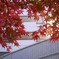 ④ とあるビルの中庭からの紅葉が・・・