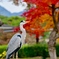 紅葉狩りのサギさん