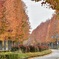 紅葉の街路樹