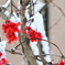 「雪と赤い実」