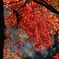 冬日の紅葉