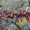 花水木の紅葉