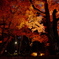 紅葉ライトアップ