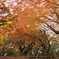 城山の紅葉