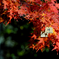 叶う想い、舞う紅葉