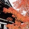 紅葉の寺