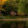 晩秋　古池の朝
