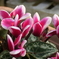 P1080915　ガーデンシクラメン