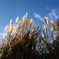 ススキと青空