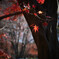 ラスト紅葉