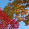 紅葉日和(5)