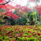 京都紅葉狩り ㉑