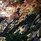 城の石垣と紅葉