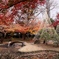 小石川後楽園紅葉