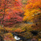 せせらぎの紅葉