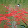 湖畔の紅葉