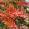 まだあった紅葉