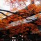 紅葉の真如堂『本堂』